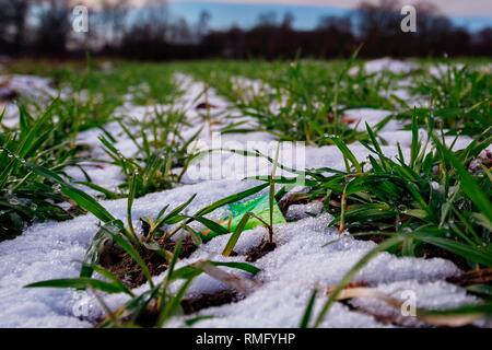 Plastic pollution on an acre with wheat crops Stock Photo