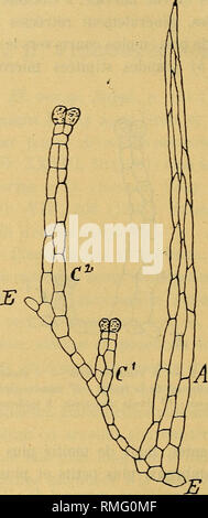 . Annuaire du Conservatoire et du jardin botaniques de Genève. Botany. — 196 — (20) Aire géographique. — Pyrénées d'Andorre : Andorra, Mont- Canillo ! 27 Jun. 1847 (Bourgeau exsicc. cit., in h. Deless.). Pyré- nées orientales espagnoles : éboulis au-dessus du col de Mour- reus!, ait. 2500 m., 25 Jul. 1886 (h. Gautier); au-dessous du premier Pic de la.Vache!, 10 Aug. 1879 (h. Gautier); Mont. Fig. 3. — D. viscosum Nym. — Trichomes des bradées involucrales : A poil plurisérié; Cl glande micropode; C2 glande macropode. E épiderme. Louis!, Aug. 1830 (h. Boiss.); Pyrénées orientales françaises: Port Stock Photo