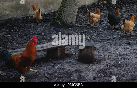 Chickens on traditional free range poultry farm in winter, Gallus gallus domesticus Stock Photo