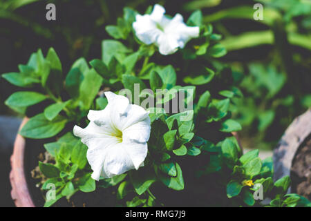 A Datura flower plant derived from the Hindu word "Dhatura". They are also called moonflowers, jimsonweed, devil's weed, hell's bells, thorn-apple. Th Stock Photo