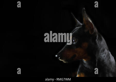 Black on black. Black dog miniature pinscher on a black background Stock Photo