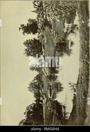 . Annuaire du Conservatoire et du jardin botaniques de Genève. Botany. . Please note that these images are extracted from scanned page images that may have been digitally enhanced for readability - coloration and appearance of these illustrations may not perfectly resemble the original work.. Conservatoire et jardin botaniques de la ville de Genève. Genève, Conservatoire botanique Stock Photo