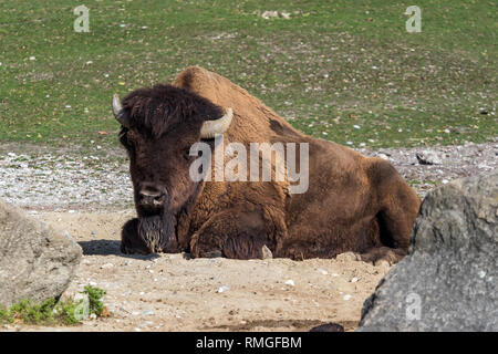American buffalo known as bison, Bos bison in the zoo Stock Photo
