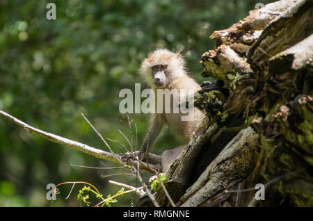 Juvenile male Olive Baboon, Papio anubis, in Arusha National Park, Tanzania Stock Photo