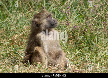 Olive Baboon, Papio anubis, in Ngorongoro Crater, Ngorongoro Conservation Area, Tanzania Stock Photo