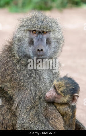 A female Olive Baboon, Papio anubis, holds her baby in Ngorongoro Crater, Ngorongoro Conservation Area, Tanzania Stock Photo