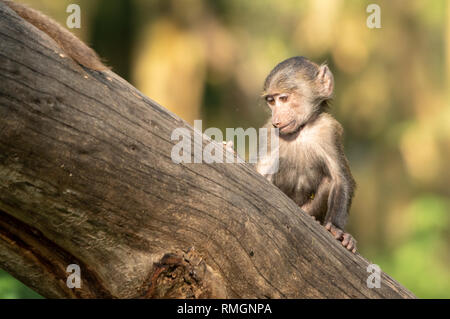 Juvenile male Olive Baboon, Papio anubis, in Lake Nakuru National Park, Kenya Stock Photo