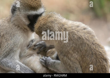 A female Black-faced Vervet Monkey, Chlorocebus pygerythrus, nurses her baby while being groomed by another female in Tarangire National Park, Tanzani Stock Photo