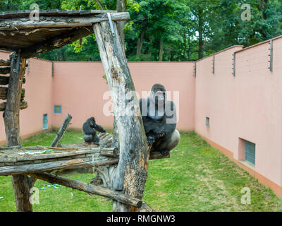 An adult male gorilla sitting on a tree at the zoo Stock Photo