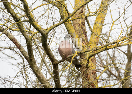 A woodpigeon, Columba palumbus, in February close to housing in North Dorset England UK GB perched in a tree. The woodpigeon can be an agricultural pe Stock Photo