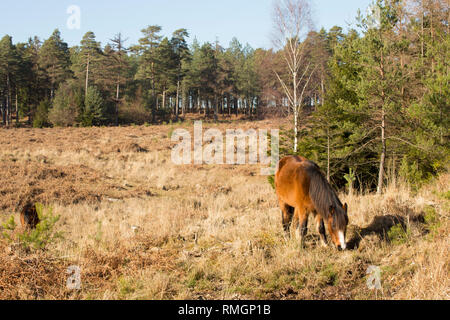 Two New Forest ponies grazing on a warm, sunny February day. New Forest Hampshire England UK GB Stock Photo