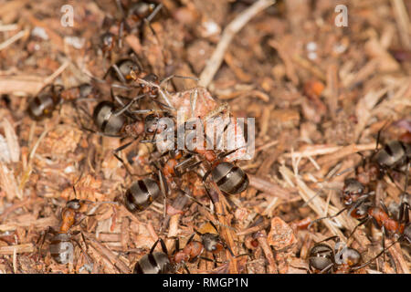 Wood ants, Formica rufa, outside their nest in warm, February sunshine with a shield bug they have captured. The ants can spray formic acid as a defen Stock Photo