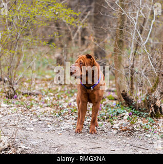 A shar pei dog standing on a path in the park Stock Photo