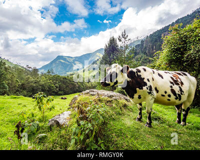 Beautiful day hiking scenery of Cocora Valley in Salento, Colombia Stock Photo