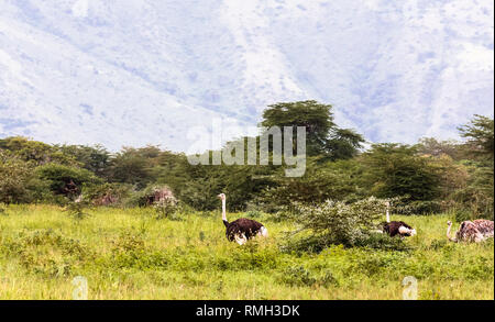 Ostriches inside the crater of Ngorogoro. Stock Photo