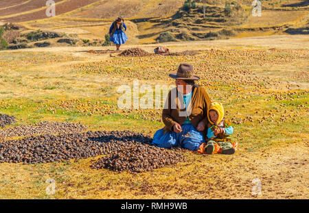 Quechua indigenous people in the process of frost drying Andes mountain potatoes in Chinchero near Cusco, Peru. Stock Photo