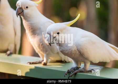 Flock of sulphur-crested cockatoos in southern Australia Stock Photo