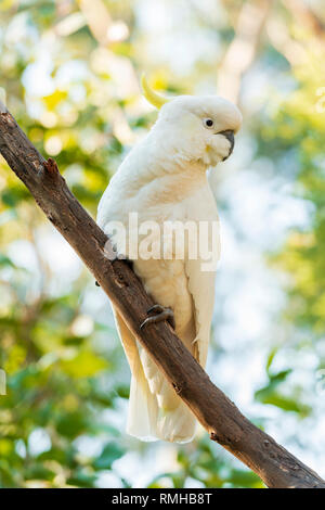 Sulphur-crested cockatoo bird perched on a branch in the wild Stock Photo