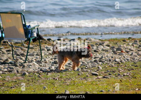 Yorkshire Terrier, mit roter Schleife in den Haaren, tummelt sich am am Ufer vom See Stock Photo