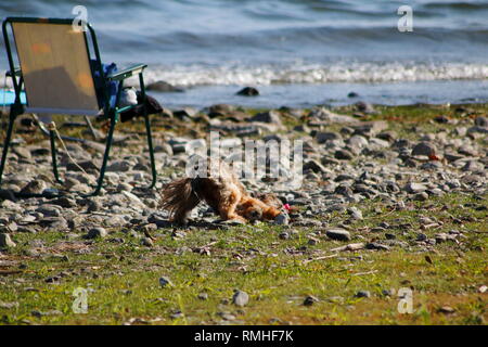 Yorkshire Terrier, mit roter Schleife in den Haaren, tummelt sich am am Ufer vom See Stock Photo