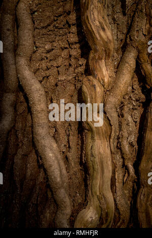 Thick Ivy roots on Oak Tree Stock Photo