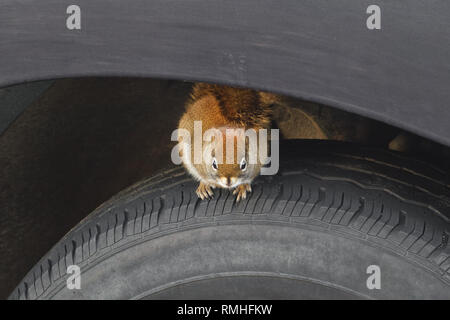 Eastern Grey Squirrel sitting on vehicle tire. Stock Photo