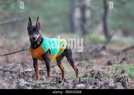 Miniature pinscher clearance clothes