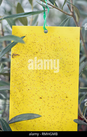 Yellow fly trap paper on Olive trees Stock Photo - Alamy