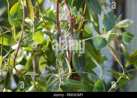 Mandevilla syn. Dipladena seed pods & seeds Stock Photo - Alamy