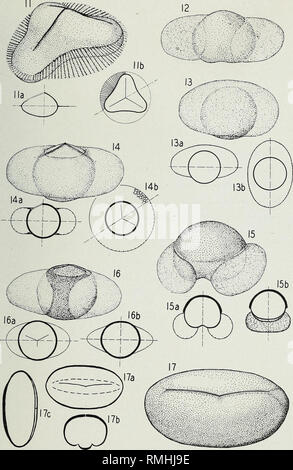 . An annotated synopsis of paleozoic fossil spores : and the definition of generic groups. Paleobotany; Plant spores, Fossil; Micropaleontology. Illinois State Geological Si Report of Investigations No. 91—Plate 2. Please note that these images are extracted from scanned page images that may have been digitally enhanced for readability - coloration and appearance of these illustrations may not perfectly resemble the original work.. Schopf, James Morton, 1911-; Wilson, L. R. (Leonard Richard), 1906-1998, joint author; Bentall, Ray, joint author. Urbana : Illinois State Geological Survey Stock Photo