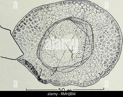 . An annotated synopsis of paleozoic fossil spores : and the definition of generic groups. Paleobotany; Plant spores, Fossil; Micropaleontology. FLORINITES 59. 50^^- Fig. a—Florinites antiquus sp. nov., drawing from microprojection of holotype. fairly common, there is a central gap or tear in the bladder membrane on the distal side cor- responding to the &quot;contact area&quot; and the central proximal region of the bladder wall is visible without any overlying layers. Granules seem aligned in a semblance of a central trilete pat- tern, obsolescent, with rays perhaps 6 microns long; the granu Stock Photo
