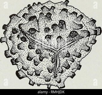 . An annotated synopsis of paleozoic fossil spores : and the definition of generic groups. Paleobotany; Plant spores, Fossil; Micropaleontology. 56 PALEOZOIC FOSSIL SPORES able (3-4 ix) in thickness, appearing brownish translucent; spines are darker. 50/^-. Fig. 3—Raistrickia grovensis sp. nov., camera lucida drawing of holotype. This form, in general, resembles the spores of Radforth's (1938) Senftenbergia plumosa hut the spines are shorter, broader and less crowded and the spores he illustrates are round in outHne. It is difficult to make a precise comparison with other previously described  Stock Photo