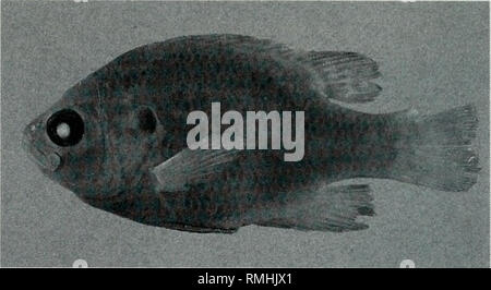 . Annotated catalog of type specimens in the Illinois Natural History Survey Fish Collection. Illinois. Natural History Survey Division; Fishes. 276 Illinois Natural History Survey Bulletin Vol. 35 Art. 5 tion &quot;L. ischyrus = hybrid Apomotis cyanellus x Helioperca macrochira, R. M. Bailey, 16 January 1938.&quot; Paralectotype Missing: The second specimen, collected from the Fox River at Geneva, [Kane County], Illinois, was retained in E.W. Nelson's collection (Nelson 1876:37) and is presumed lost. Taxonomic Status = Lepomis cyanellus Rafinesque 1819 x L. macrochirus Rafinesque 1819 The tax Stock Photo