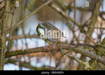 A Dunnock (Prunella modularis) perching on a branch. Stock Photo
