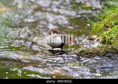 European Dipper (Cinclus cinclus) feeding in a fast flowing stream. Stock Photo
