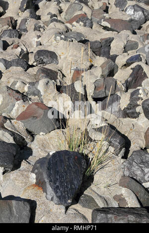 European beach grass grow between stones Stock Photo