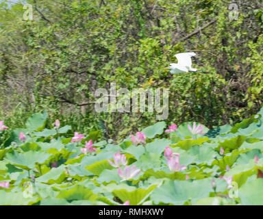 Great white egret in flight over the wild flowering lotus plants in the Corroboree Billabong in the Northern Territory, Australia Stock Photo