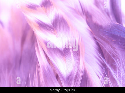 Violet-purple feathers background with texture. Light, soft focus. Delicate fluffy background Stock Photo