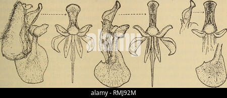 . Annals of the South African Museum = Annale van die Suid-Afrikaanse Museum. Natural history. REVISION OF THE BOMBYLIIDAE (DIPTERA) OF SOUTHERN AFRICA 79: In the South African and Transvaal Museums. Length of body: about 11-12J mm. Length of wing: about n-i2j mm. Locality. Southern Rhodesia and South-West Africa and according to Bezzi also Nyasaland and North-west Rhodesia.. Text-fig. 242. Left: Side view of hypopygium and ventral view of aedeagal apparatus of o* Exoprosopa perpulchra Bezz. Middle: Side and ventral views of detached aedeagal apparatus of $ Exoprosopa nova Ric. Right: Side and Stock Photo