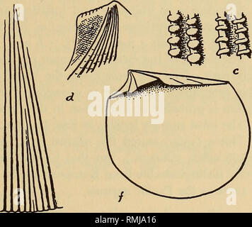 . Annals of the South African Museum = Annale van die Suid-Afrikaanse Museum. Natural history. vig. 16. a, b, Hinge (left valves) of Lima rotundata Sow. and L. lima (Linn.), c, L. perfecta Smith Fariations of nodules on ribs, d, L. lima (Linn.) posterior ear. e, L. divaricata n.sp. divaricating riblets (semidiagrammatic)./, L. abscisa n.sp. internal view of right valve. White or cream. Animal orange-scarlet. Length (greatest, parallel with hinge-linej 37. a)t. 42, thickness (one valve) 15, hinge-line 20 mm. No eyes. Inner mantle fringe wide, the two sides anteriorly united; lips fused into a t Stock Photo