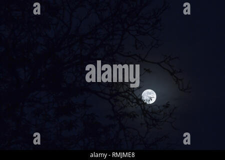 Full moon rises behind tree branches in a mystery dark impression Stock Photo