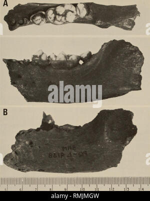 . Annals of the South African Museum = Annale van die Suid-Afrikaanse Museum. Natural history. LATE TERTIARY MUSTELIDAE FROM LANGEBAANWEG, SOUTH AFRICA 351. Fig. 9A. Occlusal and buccal views of Enhydriodon africanus mandible (L50000). B. Buccal view of E. africanus mandible (L9138) (reversed). Both from Langebaanweg. parastyle on P4 and by the location of the protocone of this tooth which is located as far lingually as the hypocone' (Repenning 1976: 305). The second lineage led to the living sea otter, Enhydra lutris. On the basis of the P4 characters, E. africanus evidently belongs with the  Stock Photo