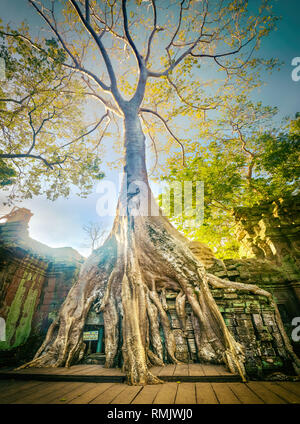 Ta Prohm temple at Angkor. Siem Reap. Cambodia Stock Photo