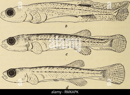 . Annals of the South African Museum = Annale van die Suid-Afrikaanse Museum. Natural history. Fig. 27.—Galaxias, juveniles, a. 9 mm. (Villiersdorp). b. 11 mm. (George), c. 15 mm. (George), d. 13 mm. (Lourens River, Somerset West). Galaxias is probably to be found in all streams near the bases of the mountains (not in torrential mountain streams), and side channels of the rivers in the following systems, and in the neighbouring vleis (lakes) if permanent. The following are actual localities (where no author is added, collected by S. African Museum or A. C. Harrison):— zebratus (mountain form)  Stock Photo