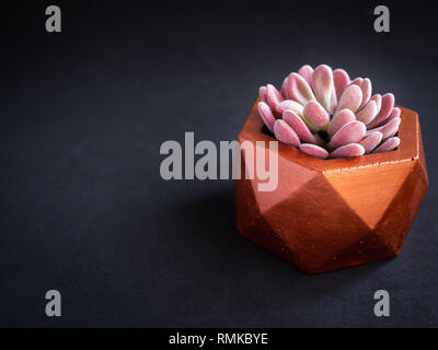 Modern copper colour geometric hexagon concrete planters with cactus plants on white shelf on white wall background with copy space. Painted concrete  Stock Photo