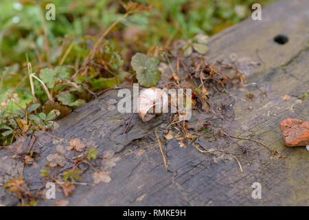 Empty discarded land or terrestrial snail shell lying on a concrete pathway with a small tangle of uprooted vegetation from the field or lawn alongsid Stock Photo