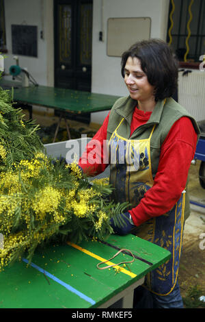 Harvest mimosa. Augier Forcerie. Forest Tanneron in the Var Department in France Stock Photo