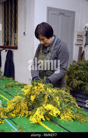 Harvest mimosa. Augier Forcerie. Forest Tanneron in the Var Department in France Stock Photo