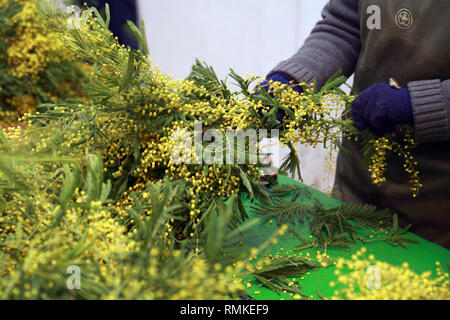 Harvest mimosa. Augier Forcerie. Forest Tanneron in the Var Department in France Stock Photo