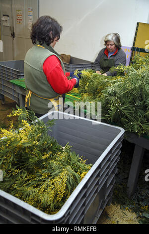 Harvest mimosa. Augier Forcerie. Forest Tanneron in the Var Department in France Stock Photo